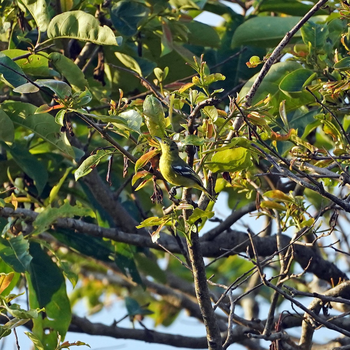 Common Iora - ML657279263