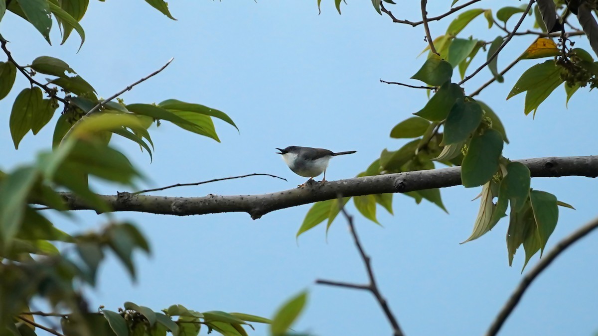 Gray-breasted Prinia - ML657279285