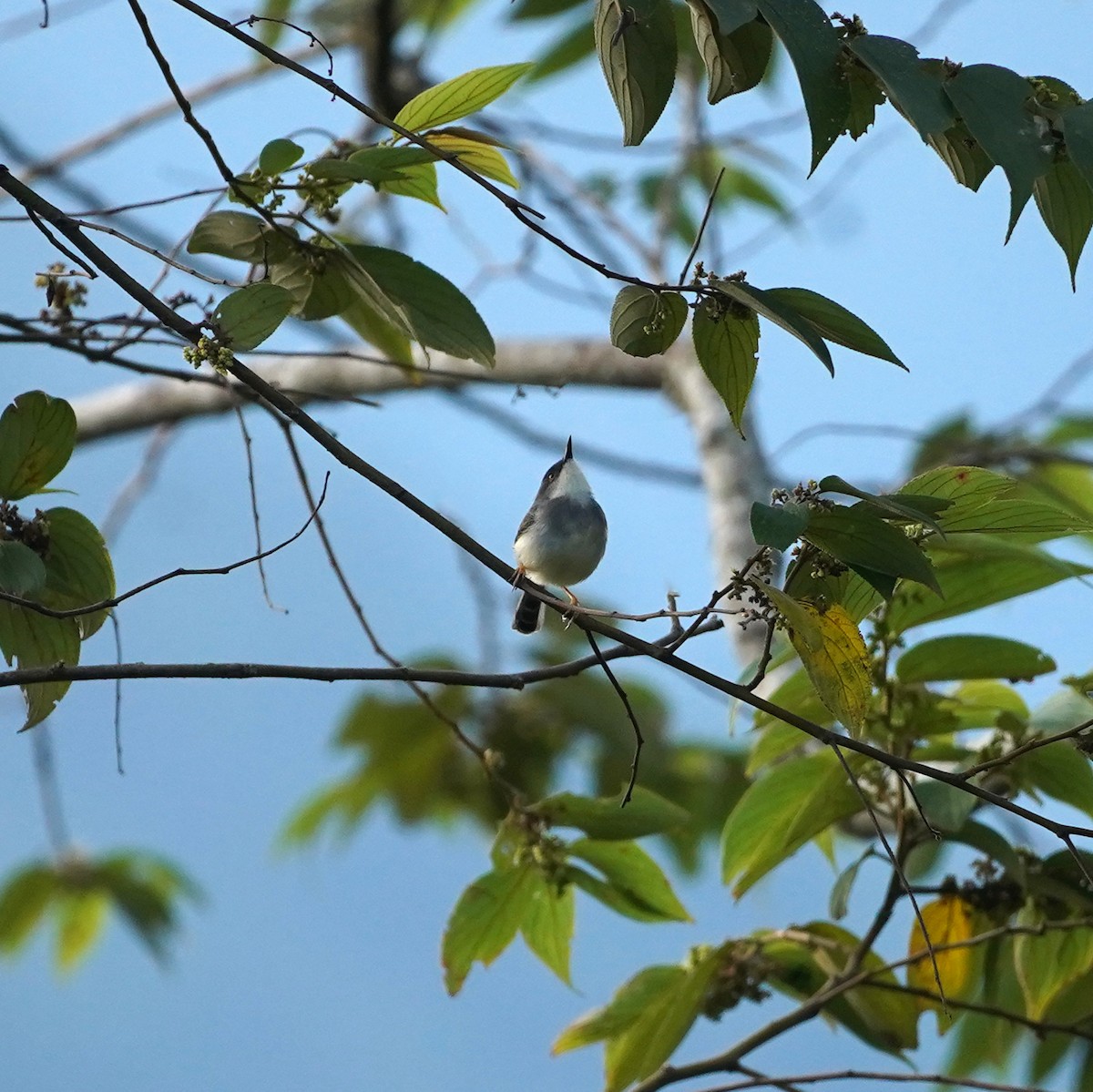 Gray-breasted Prinia - ML657279286