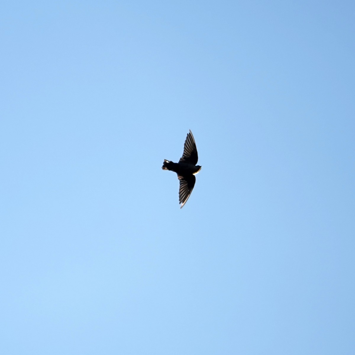 Dusky Crag-Martin - ML657279308