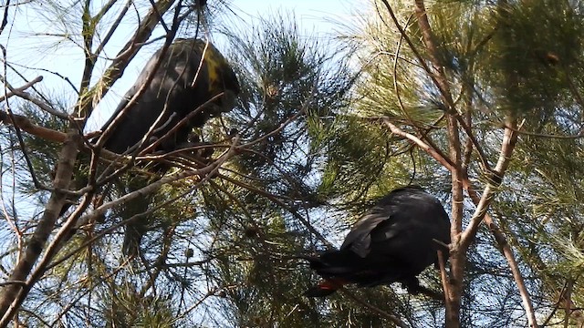 Glossy Black-Cockatoo - ML657279672