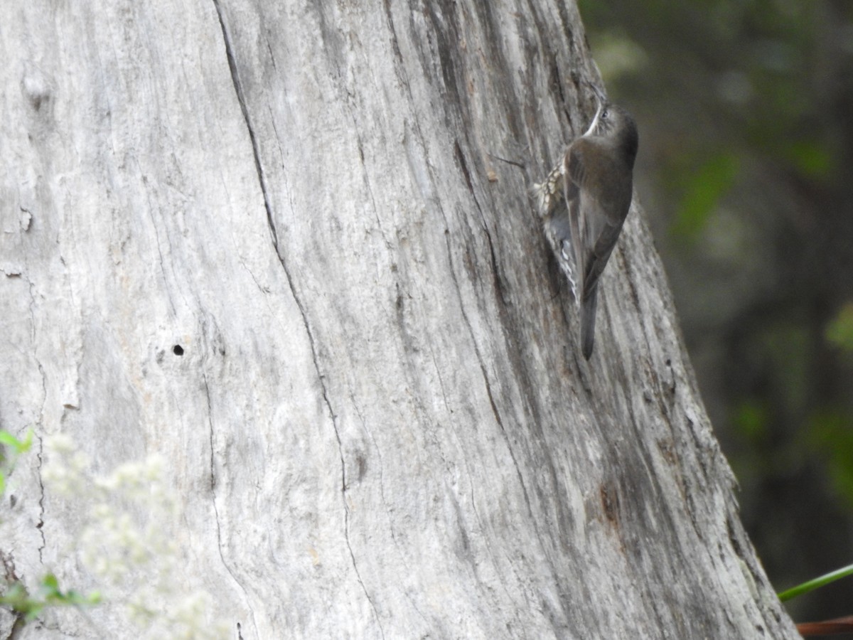 White-throated Treecreeper - ML657279760