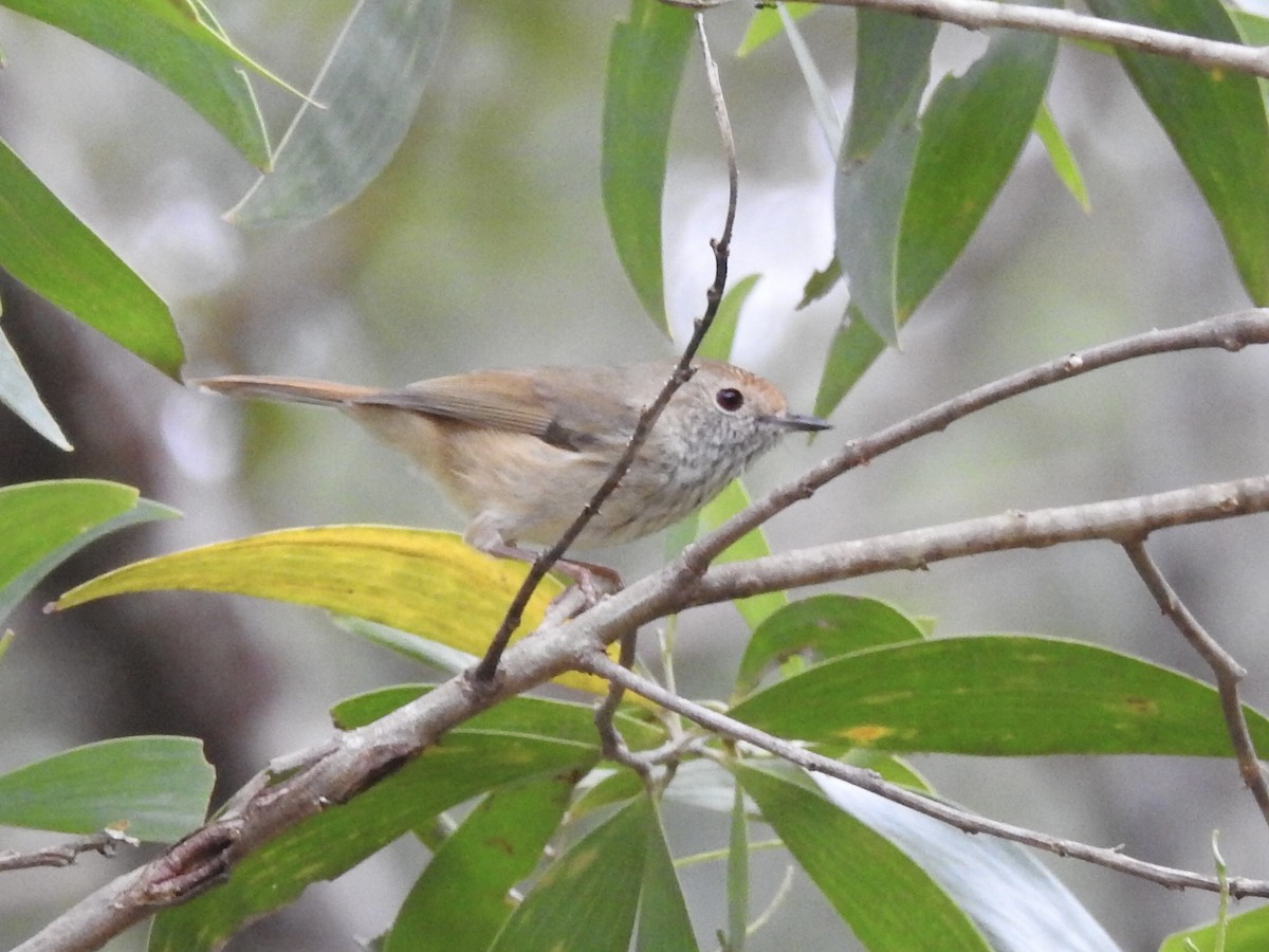 Brown Thornbill - ML657279765