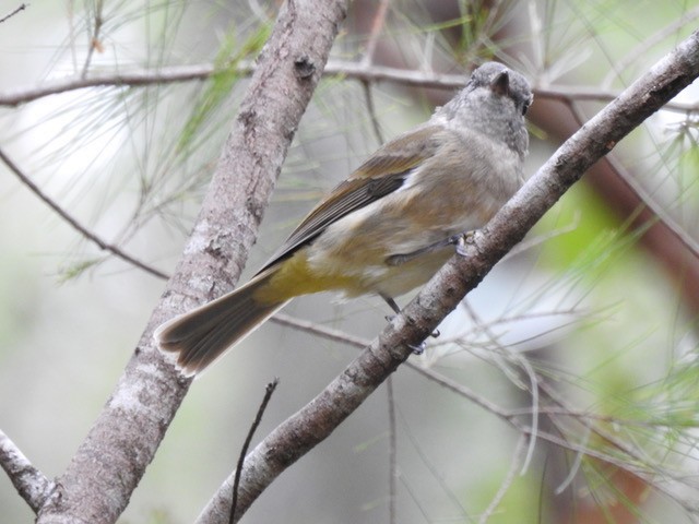Golden Whistler (Eastern) - ML657279792