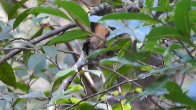 Australian Rufous Fantail - ML657279821