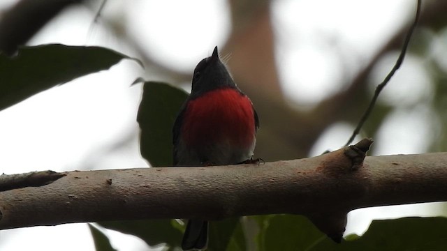 Rose Robin - ML657279896