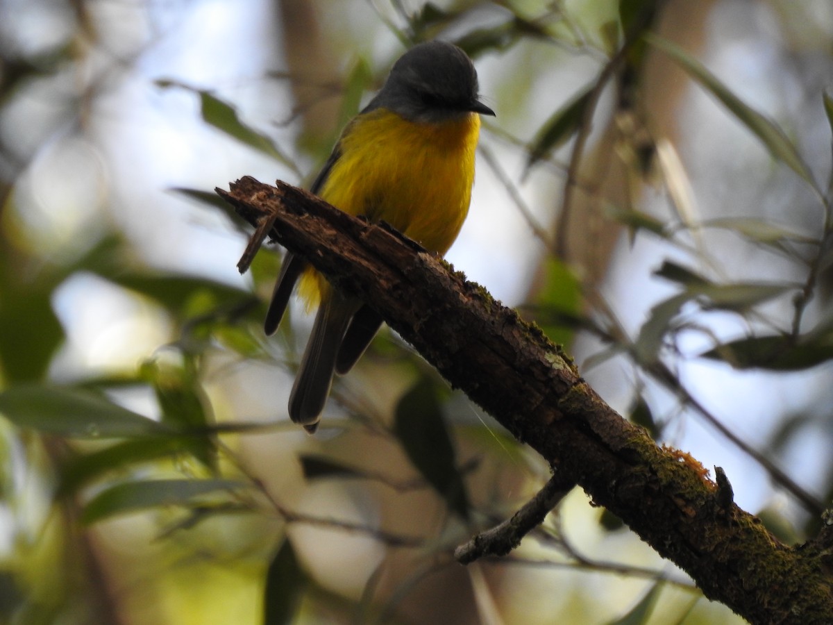 Eastern Yellow Robin - ML657279933