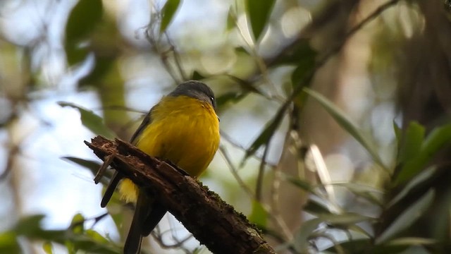 Eastern Yellow Robin - ML657279936
