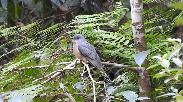 Sahul Brush Cuckoo - ML657279965