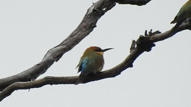 Rainbow Bee-eater - ML657280000
