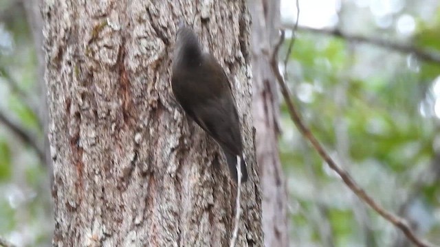 White-throated Treecreeper - ML657280077