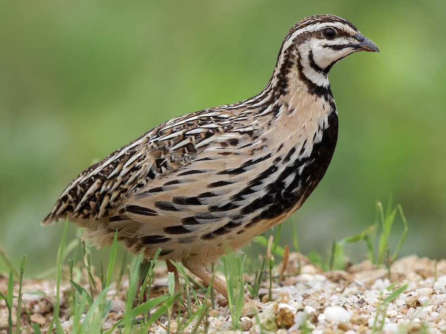 Rain Quail - eBird