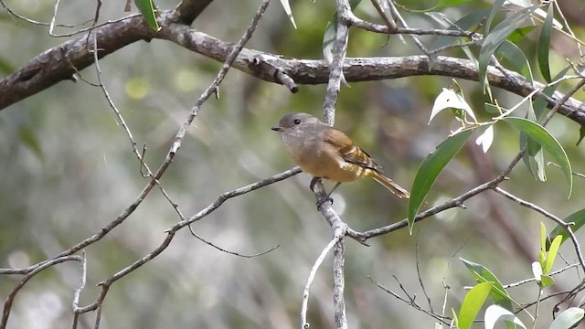 Golden Whistler (Eastern) - ML657280144