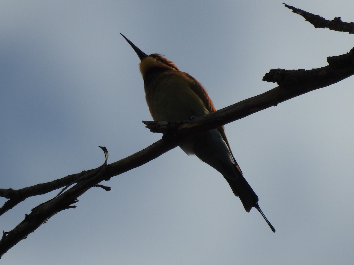 Rainbow Bee-eater - ML657280183