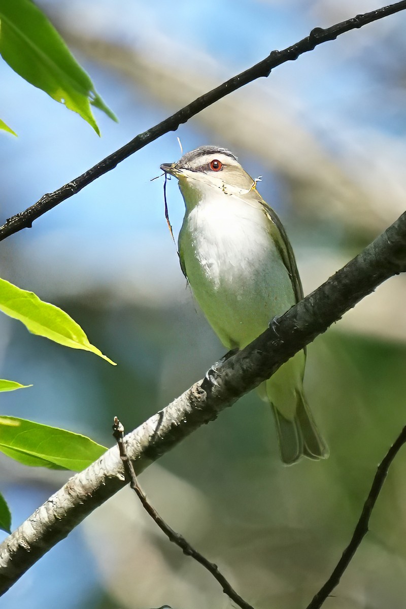 Red-eyed Vireo - ML657280230