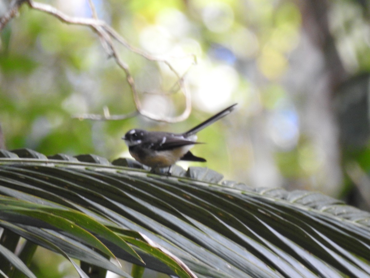 Gray Fantail - ML657280338