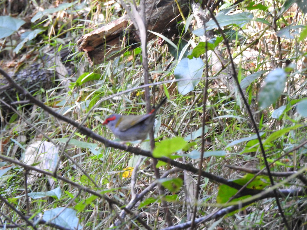 Red-browed Firetail - ML657280342