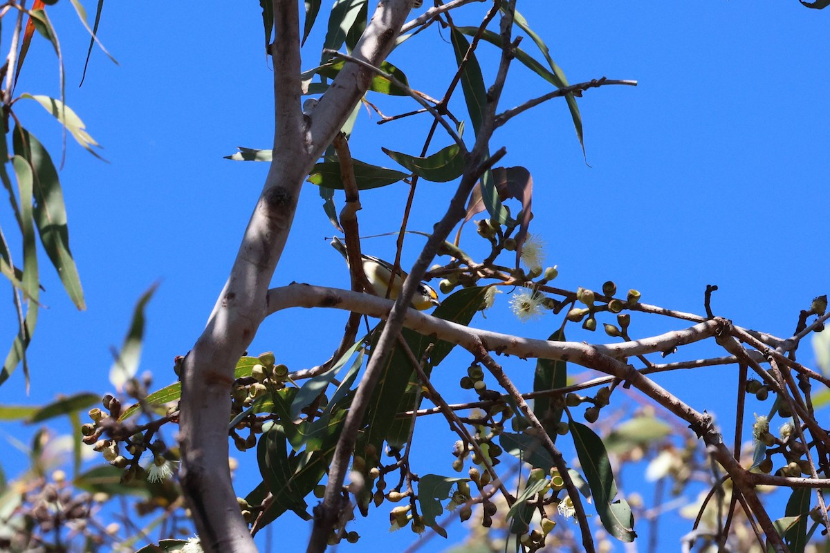 Striated Pardalote - ML657280894