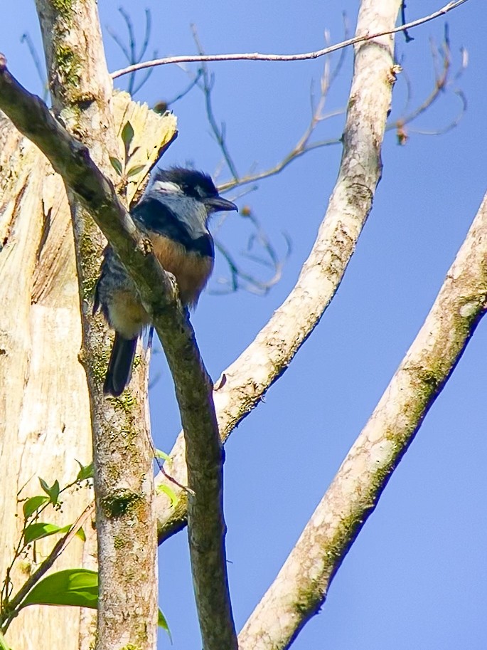 Buff-bellied Puffbird - ML657281485