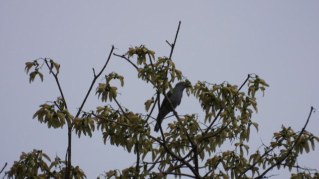Mindoro Cuckooshrike - ML657282141