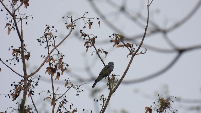 Mindoro Cuckooshrike - ML657282143