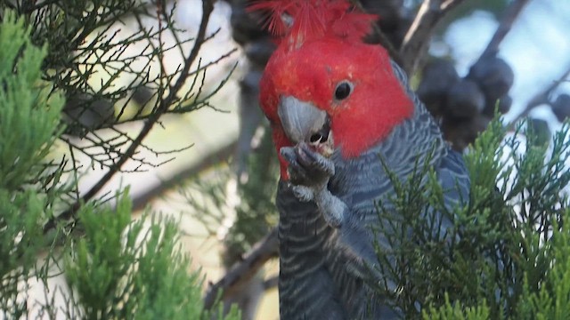Gang-gang Cockatoo - ML657282225