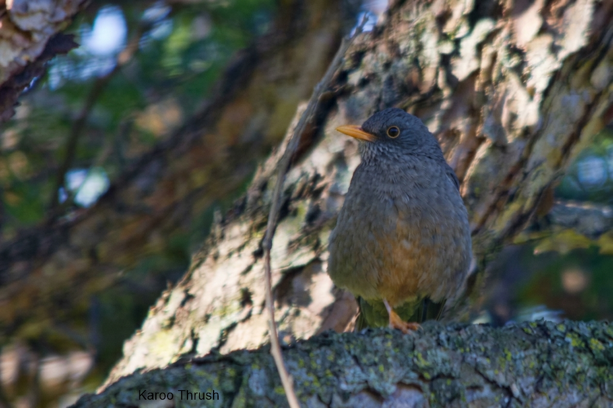 Karoo Thrush - ML657282259