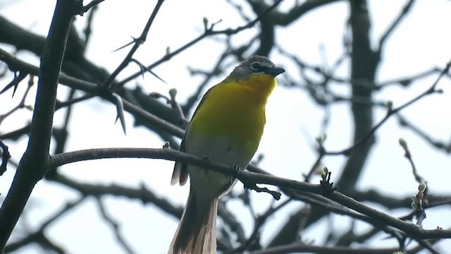 Yellow-breasted Chat - ML657282297