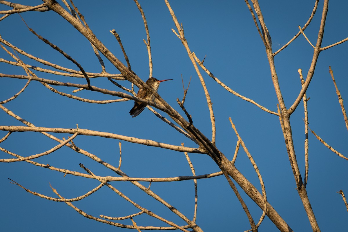 Violet-crowned Hummingbird - ML657282302