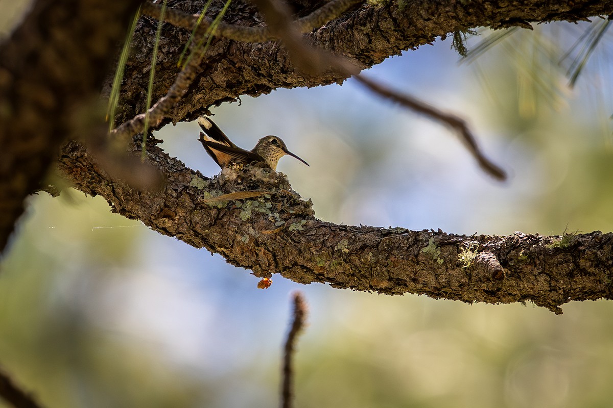 Broad-tailed Hummingbird - ML657282324