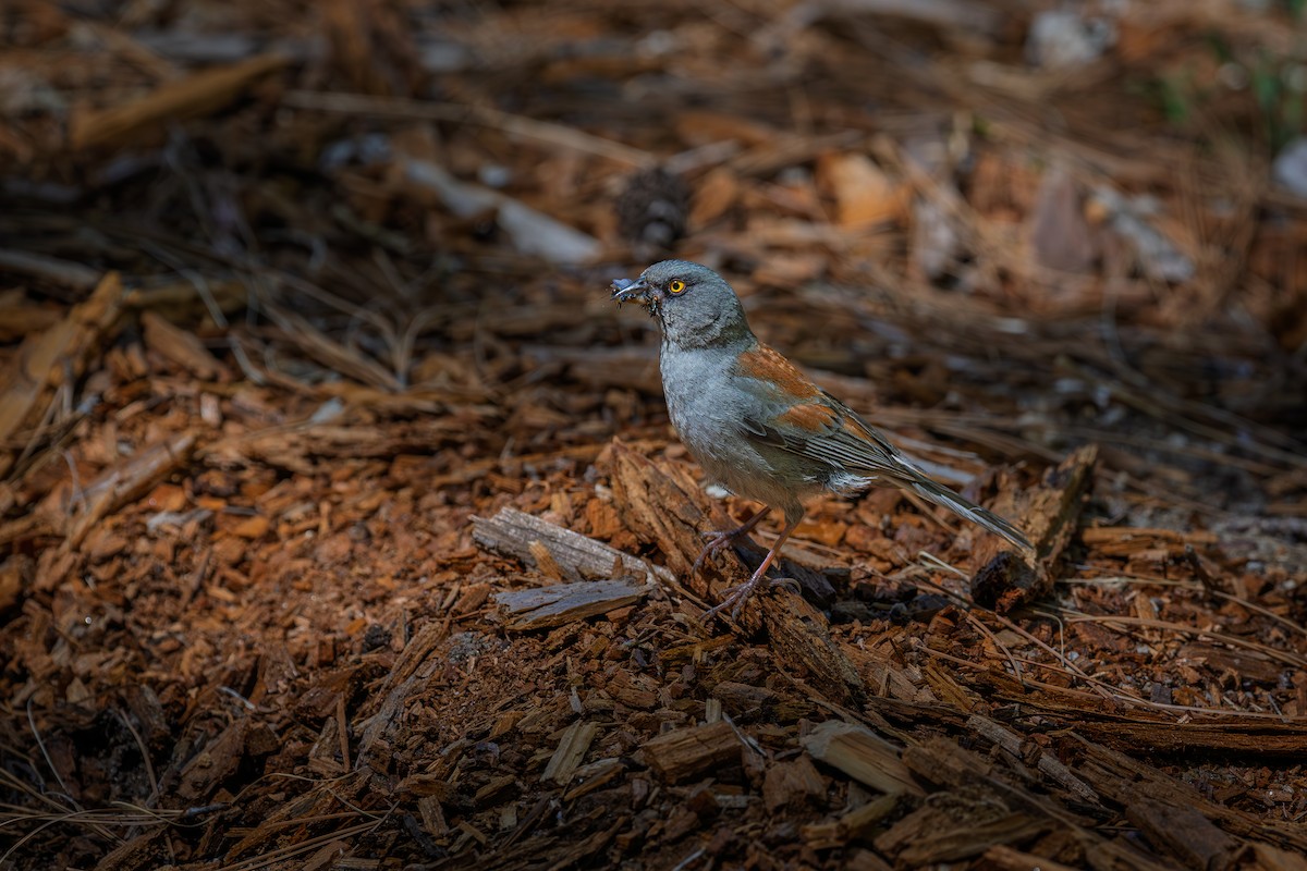 Yellow-eyed Junco - ML657282348