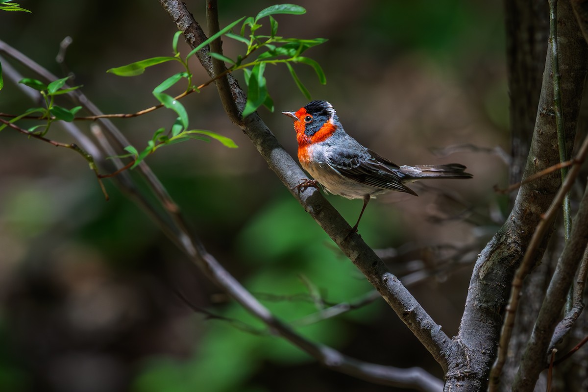 Red-faced Warbler - ML657282376