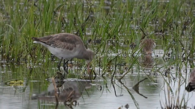 Black-tailed Godwit - ML657282513