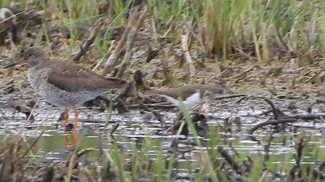 Common Sandpiper - ML657282527