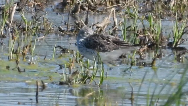 Common Greenshank - ML657282556