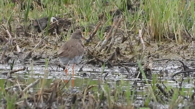 Common Redshank - ML657282571