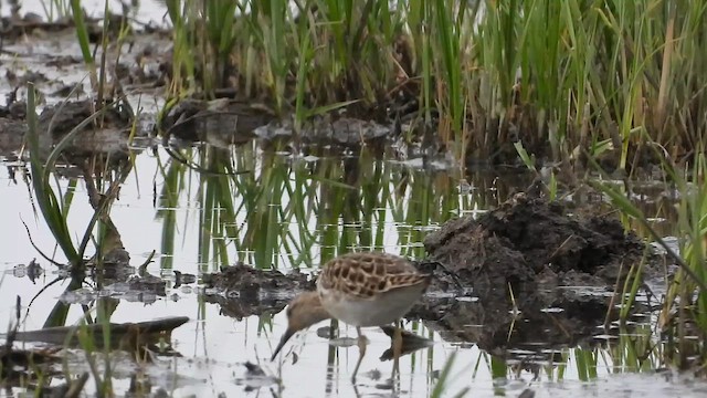 Ruff - ML657282574