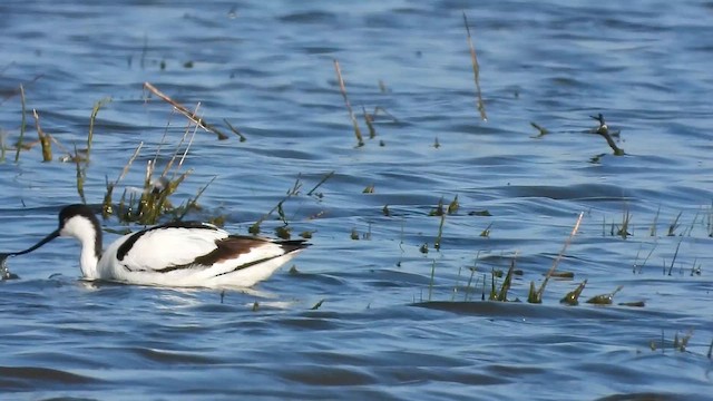 Pied Avocet - ML657282632