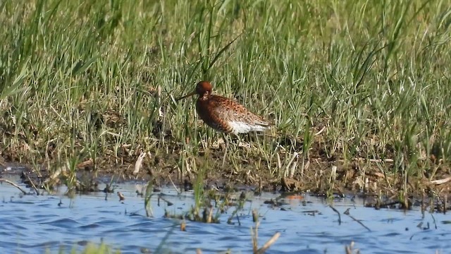 Black-tailed Godwit - ML657282637