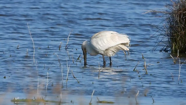 Eurasian Spoonbill - ML657282651