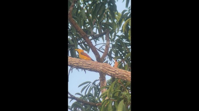 Cream-colored Woodpecker - ML657282658