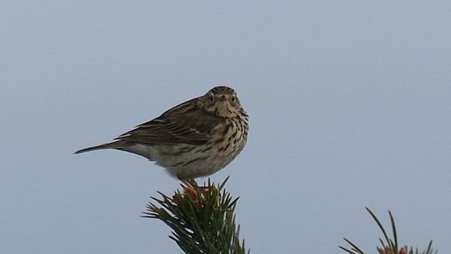 Meadow Pipit - ML657282865