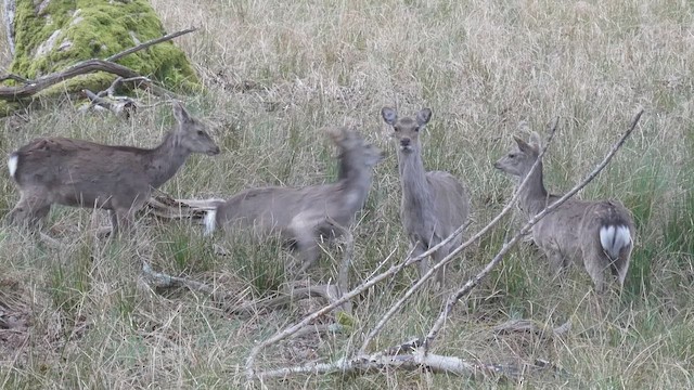 Sika Deer - ML657282871