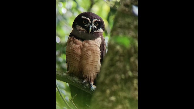 Spectacled Owl - ML657282968