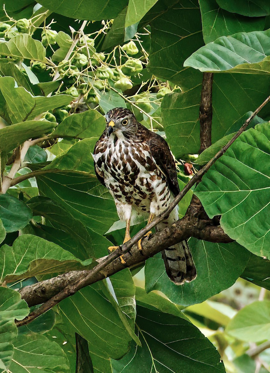 Shikra - ML657283093