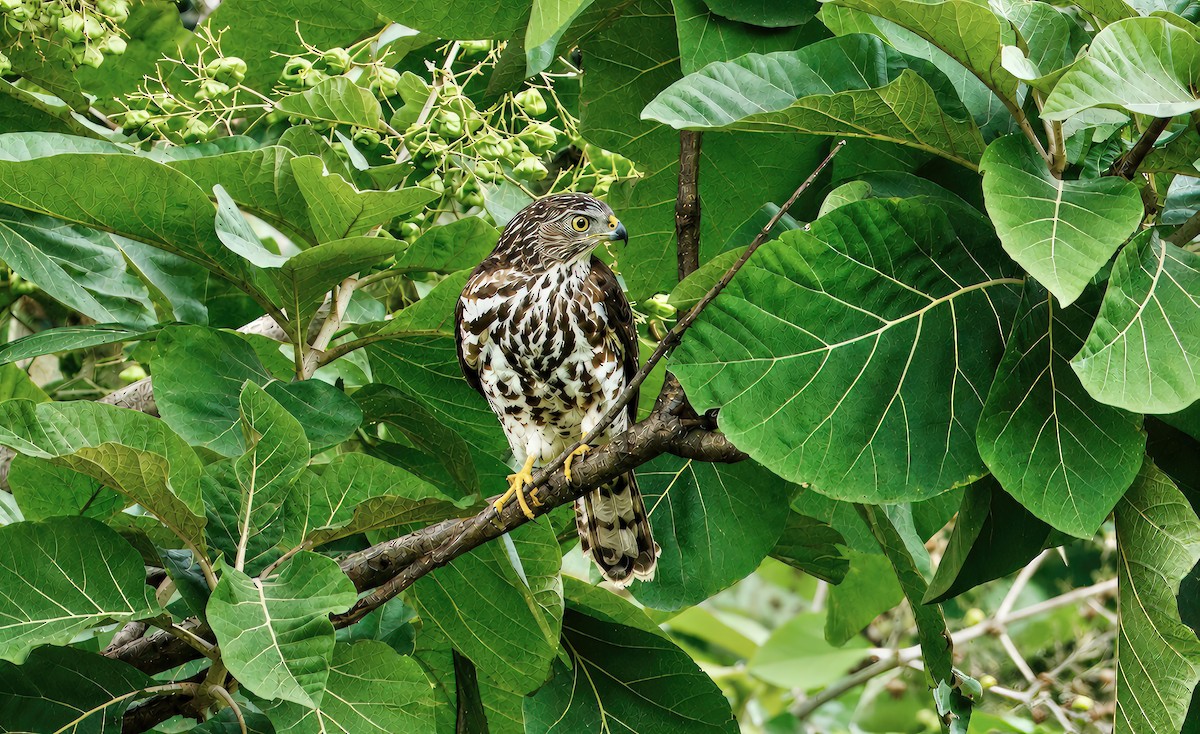 Shikra - ML657283094