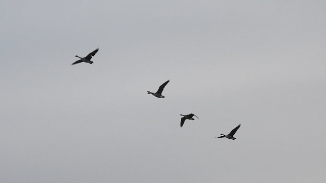 Canada Goose - ML657283142