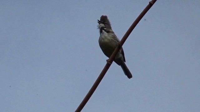 Burmese Yuhina - ML657283436