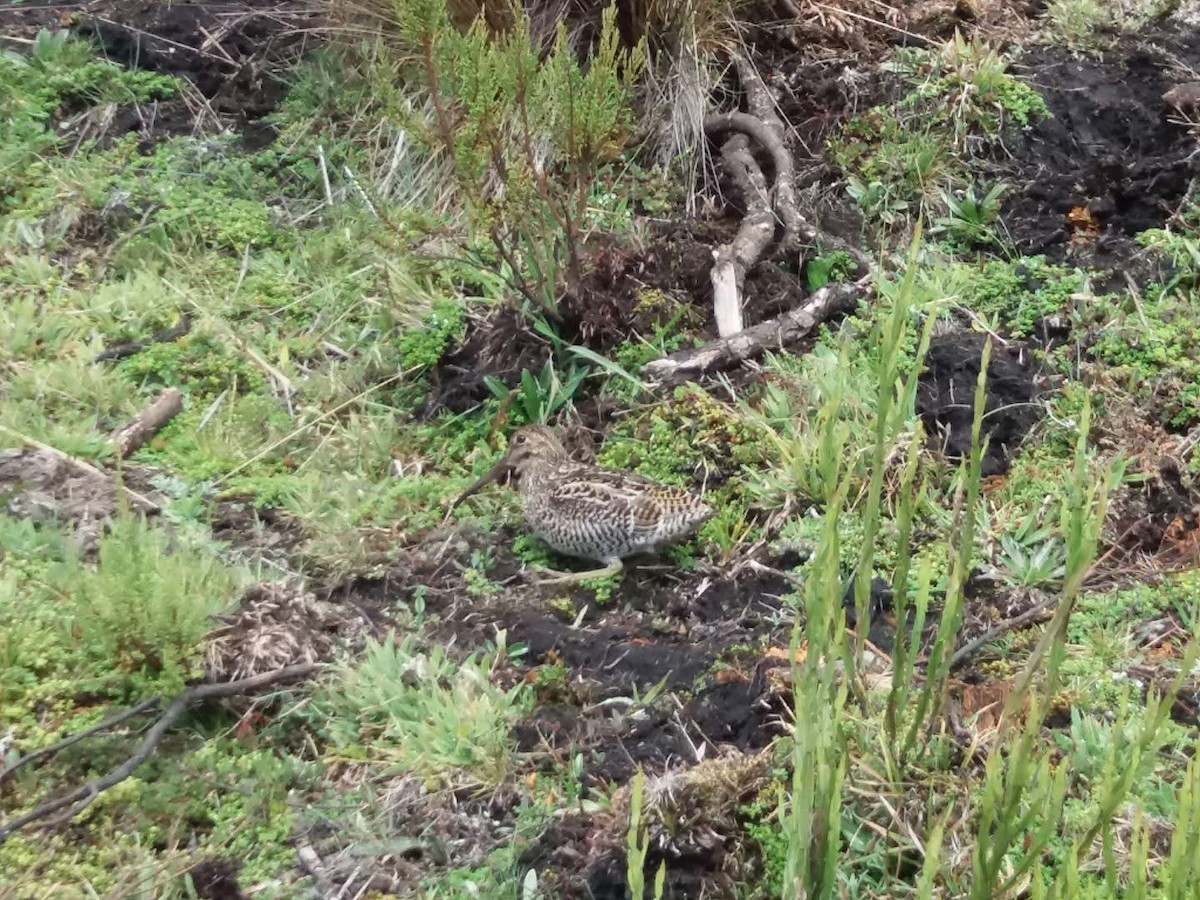 Jameson's Snipe - ML657283798