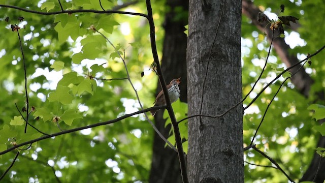 Wood Thrush - ML657283860